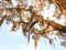 Spanish moss on tree and vines