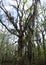 Spanish moss trees