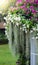 Spanish moss, Watercress flowers