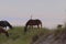 Spanish Mustang on the beach Corolla North Carolina 25