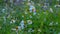 Spanish needle flower Bidens pilosa L. White flower with dew on early morning