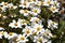 Spanish needles - Bidens bipinnata flowers in bloom