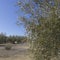 Spanish Olive field