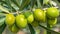 Spanish olive tree close up of green olives on branch on sunny day for vibrant search results