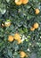 Spanish orange tree 5