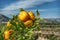 Spanish orange tree with rip oranges an blue sky.