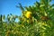 Spanish orange tree with rip oranges an blue sky.