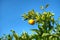 Spanish orange tree with rip oranges an blue sky.