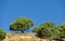 Spanish pine tree on a hillside, appears to be about to bite another tree.