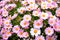 Spanish Pink Daisies