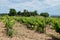 Spanish plantation of grapevines