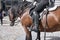 Spanish police man on a horse looking at tourist entering in museum in Madrid - SPAIN