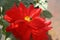 Spanish Red (Waterlily) dahlia of \\\'Bishop of Llandaff\\\' cultivar : (pix Sanjiv Shukla)
