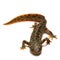 Spanish ribbed newt (Pleurodeles waltl)