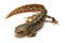 Spanish ribbed newt (Pleurodeles waltl)