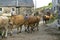 Spanish Rural life, street view with strolling cow