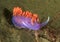 Spanish Shawl nudibranch, santa catalina island, los angeles