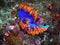 Spanish Shawl nudibranchs mating