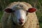 Spanish sheep facing the camera.