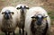 Spanish sheeps in a farm, funny pay attention :
