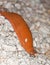 Spanish slug, arion vulgaris