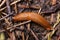 Spanish slug - Arion vulgaris