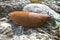 Spanish slug (Arion vulgaris)