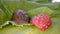 Spanish slug, arion vulgaris, eats raspberries. A Spanish slug eating a berry.
