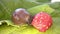 Spanish slug, arion vulgaris, eats raspberries. A Spanish slug eating a berry.