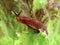 spanish slug, Arion vulgaris, in the garden on a lettuce leaf, Snail plague in the vegetable patch