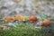 Spanish slug - Arion vulgaris. Slugs in motion, on tree stump.