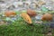 Spanish slug - Arion vulgaris. Slugs in motion, on tree stump.