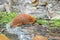 Spanish slug - Arion vulgaris. Slugs in motion, on tree stump.