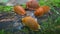 Spanish slug - Arion vulgaris. Slugs in motion, on tree stump.