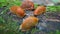 Spanish slug - Arion vulgaris. Slugs in motion, on tree stump.