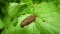 Spanish slug Arion vulgaris snail parasitizes on radish or lettuce cabbage moves garden field, eating ripe plant crops