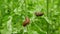 Spanish slug Arion vulgaris snail parasitizes on radish or lettuce cabbage moves garden field, eating ripe plant crops