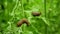 Spanish slug Arion vulgaris snail parasitizes on radish or lettuce cabbage moves garden field, eating ripe plant crops