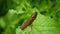 Spanish slug Arion vulgaris snail parasitizes on radish or lettuce cabbage moves garden field, eating ripe plant crops, moving