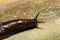 Spanish Slug Arion vulgaris on wood