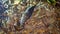 Spanish slug Attacked by Leopard slug beast at night in the forest.