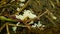 Spanish slug eggs nest hatchery hatch pest Arion vulgaris egg-laying white laying snail parasitizes moving garden