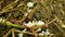 Spanish slug eggs nest hatchery hatch pest Arion vulgaris Limax maximus biggest great grey leopard slug egg-laying white