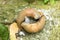 Spanish slug Limax maximus on stone background