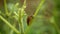 Spanish slug pest Arion vulgaris snail parasitizes on common sunflower leaves Helianthus annuus leaf vegetables, faeces