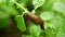 Spanish slug pest Arion vulgaris snail parasitizes on potato leaves Solanum tuberosum potatoes leaf vegetables cabbage