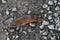 The Spanish slug, scientific name Arion vulgaris,