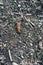 Spanish slug on a way with many small stones latin Arion vulgaris