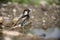 Spanish sparrow, Passer hispaniolensis