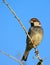Spanish sparrow, Passer hispaniolensis